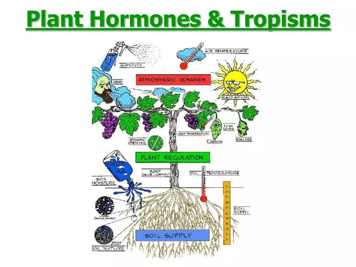 PPT - Plant Hormones & Tropisms PowerPoint Presentation, free download - ID:2978995 PPT - Plant Hormones & Tropisms PowerPoint Presentation, free download - ID:2978995