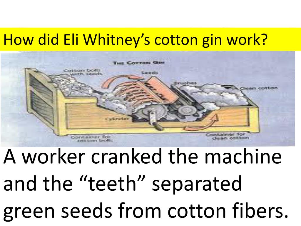 PPT - How did Eli Whitney's cotton gin work? PowerPoint Presentation - ID:2982898
