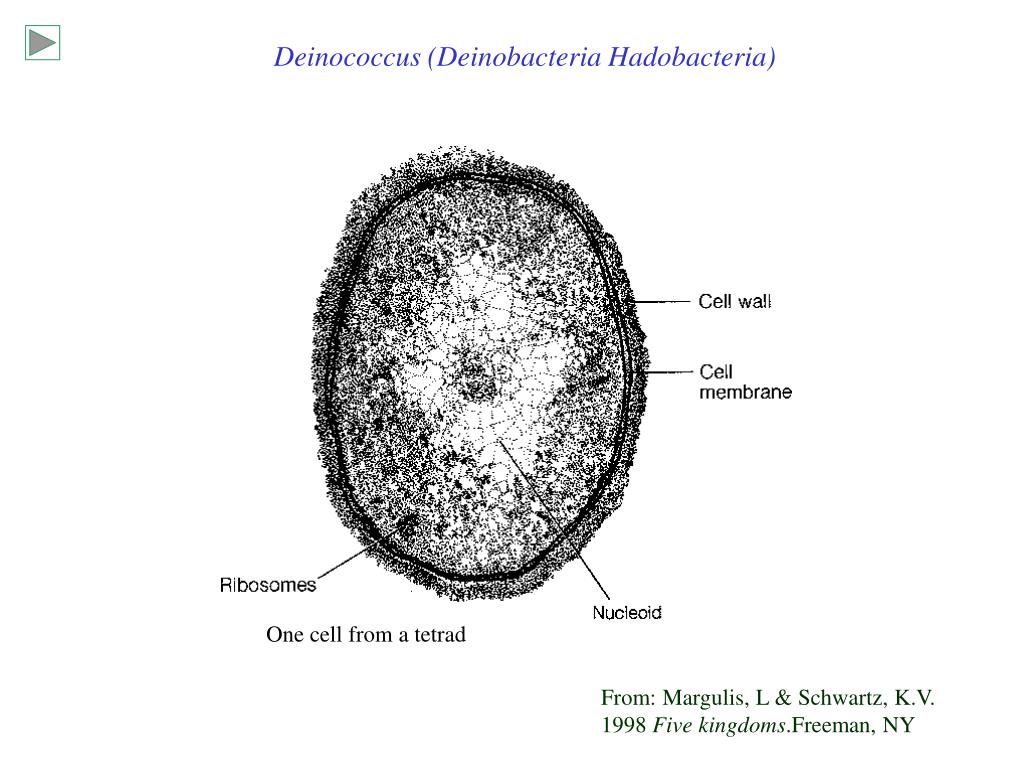 PPT - Survey of bacteria PowerPoint Presentation, free download - ID