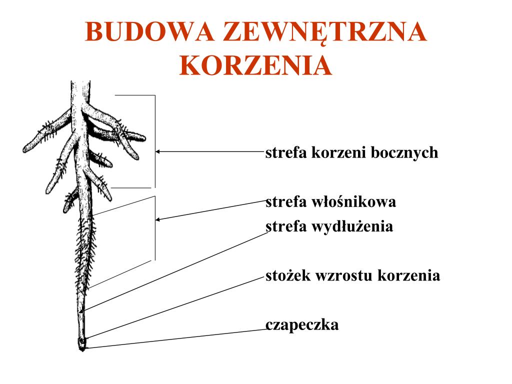 Skórka Pędu I Skórka Korzenia Należą Do Tkanek PPT - Materiały pochodzą z Platformy Edukacyjnej Portalu szkolnictwo.pl