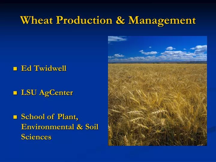 business plan for wheat production