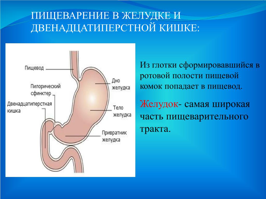 Движение пищи по пищеводу. Пищеварение в желудке и двенадцатиперстной кишки. Система пищеварения двенадцатиперстная кишка. Анатомическое строение желудка и 12-перстной кишки. Строение желудка и 12 перстной кишки анатомия.