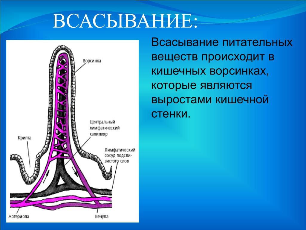 Куда происходит. Основной процесс всасывания питательных веществ. Всасывание питательных веществ происходит в. Где происходит всасывание питательных веществ. Всасывание пищевых веществ.