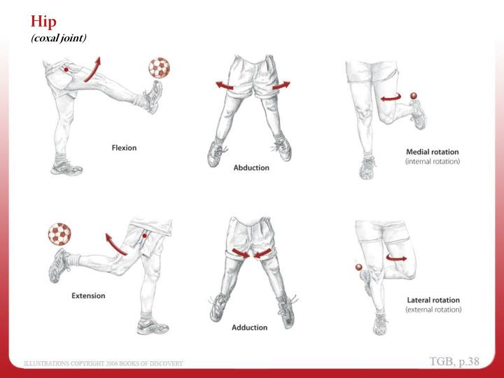 PPT - Anatomical Position PowerPoint Presentation - ID:2986951