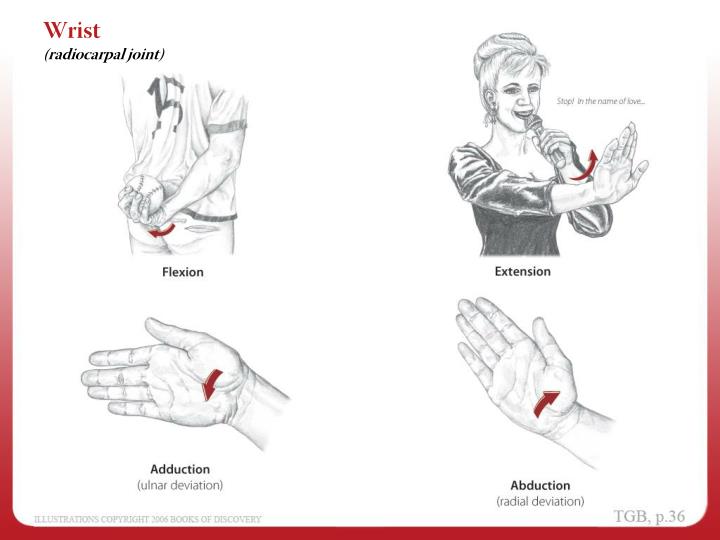 PPT - Anatomical Position PowerPoint Presentation - ID:2986951