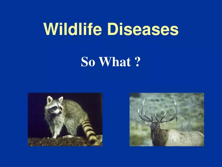 PPT - Wildlife Diseases PowerPoint Presentation, free download - ID:2990626