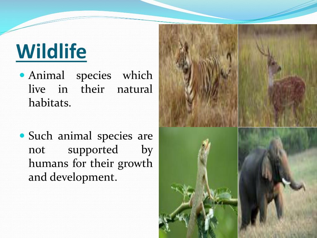 natural vegetation and wildlife ppt presentation free download