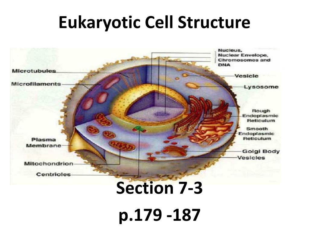 Diagram of a eukaryotic cell components 6485478 Vector Art at Vecteezy