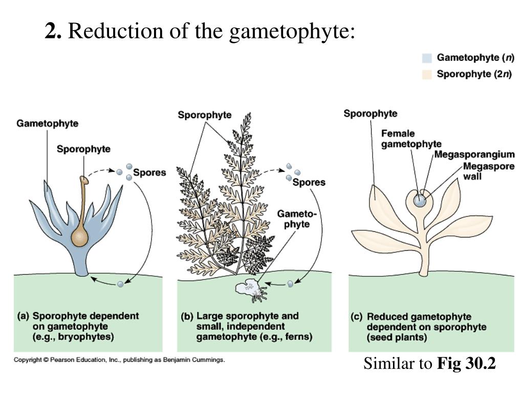 Цветок гаметофит. Гаметофит и спорофит. Гаметофит лишайников. Жизненные циклы растений гаметофит и спорофит. Споры гаметофит.