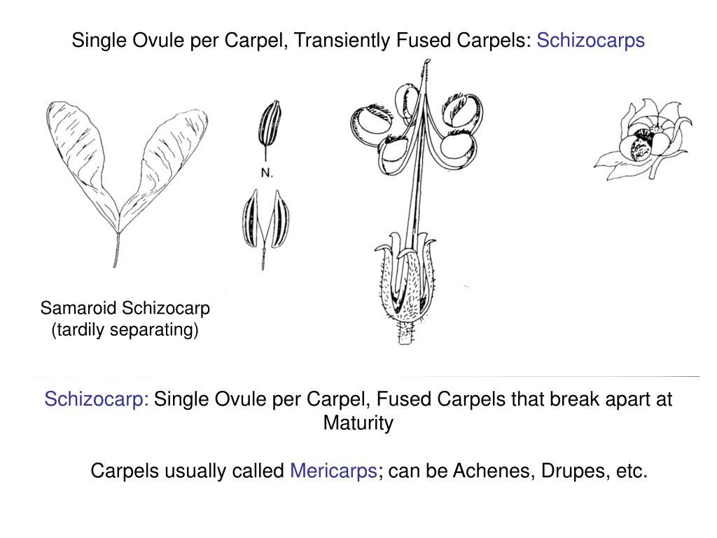 Samaroid PPT - Seed: Ovule and its Contents Testa (Seed Coat) = Ovule Wall ...