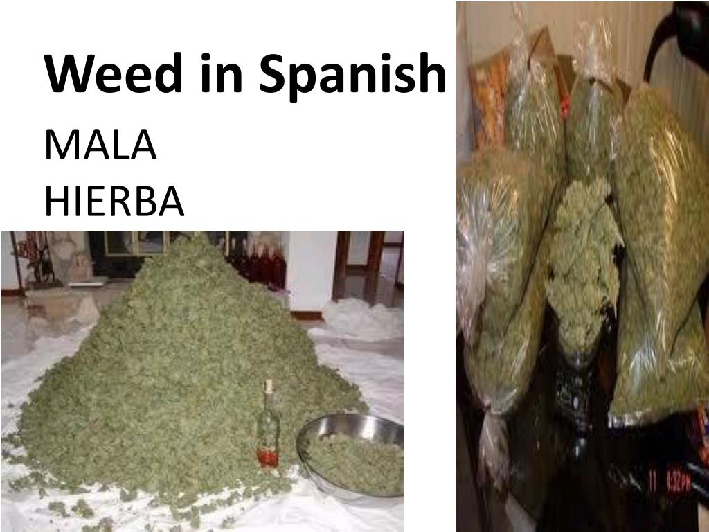 PPT - Colombian Drug Trade History: A Tale of Growth and Danger