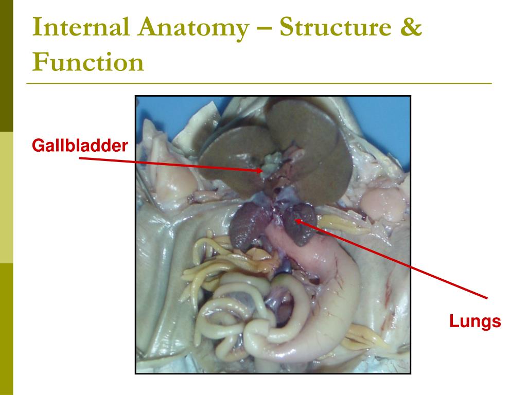 PPT - Frog Dissection PowerPoint Presentation, free download - ID:2993114