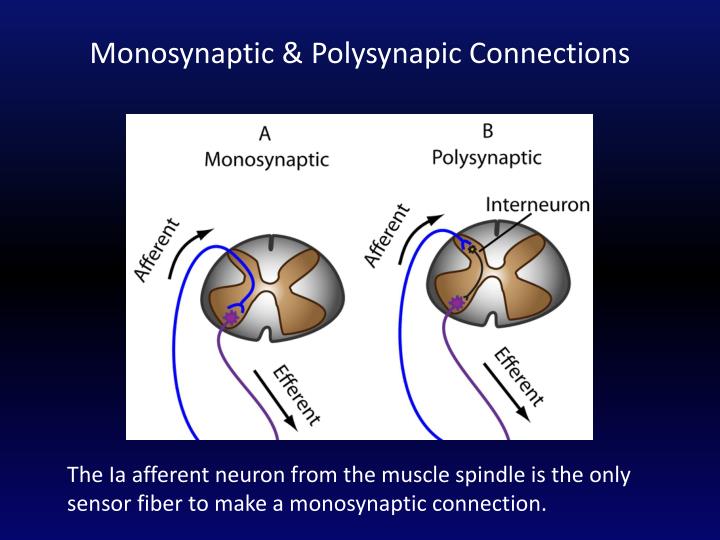 PPT - Reflexes PowerPoint Presentation - ID:2993274