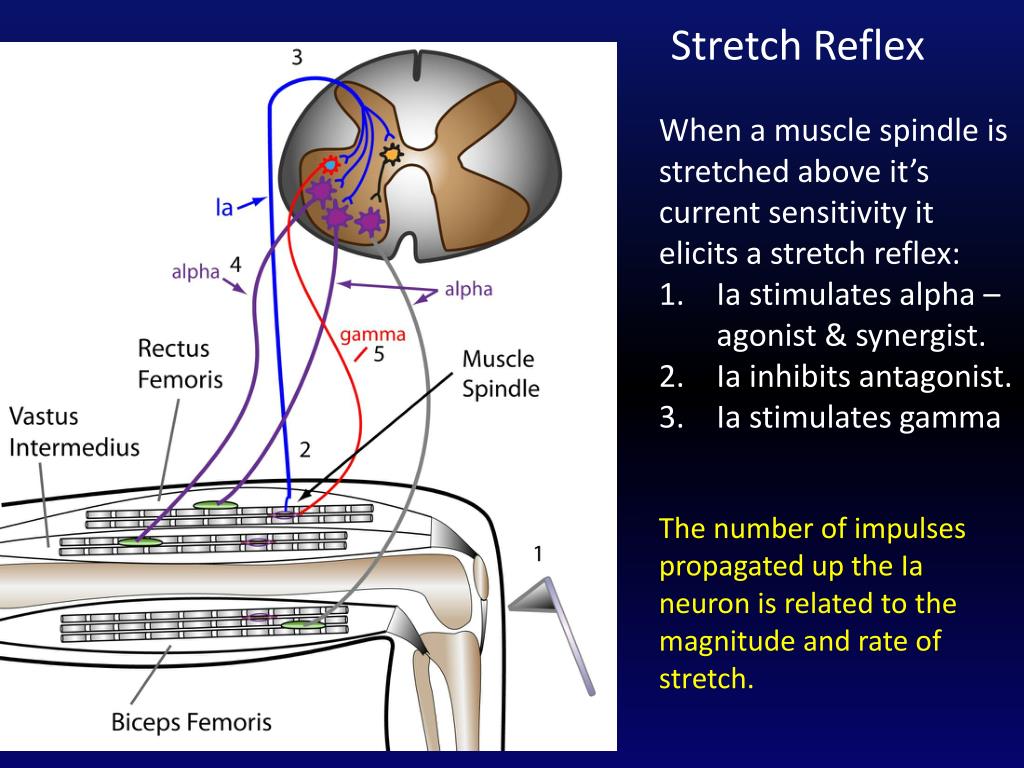 Reflexes PowerPoint Presentation, free download Biology Diagrams