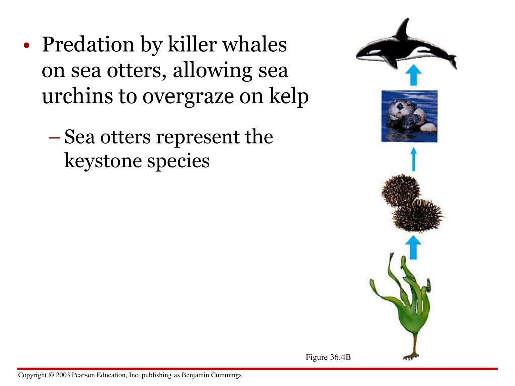 PPT - Communities biodiversity, issues keystone species habitats ...