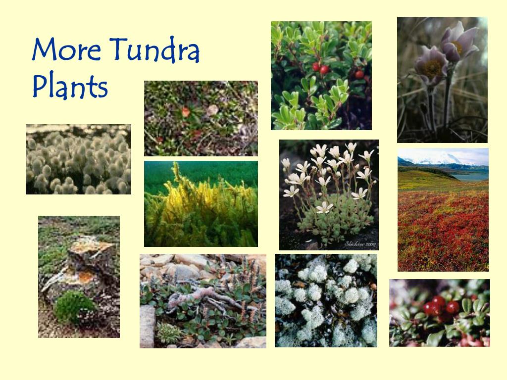 Примеры растений в тундре. Растения зоны тундры. Тундра растения тундры. Растительный мир тундры. Травянистые растения тундры.
