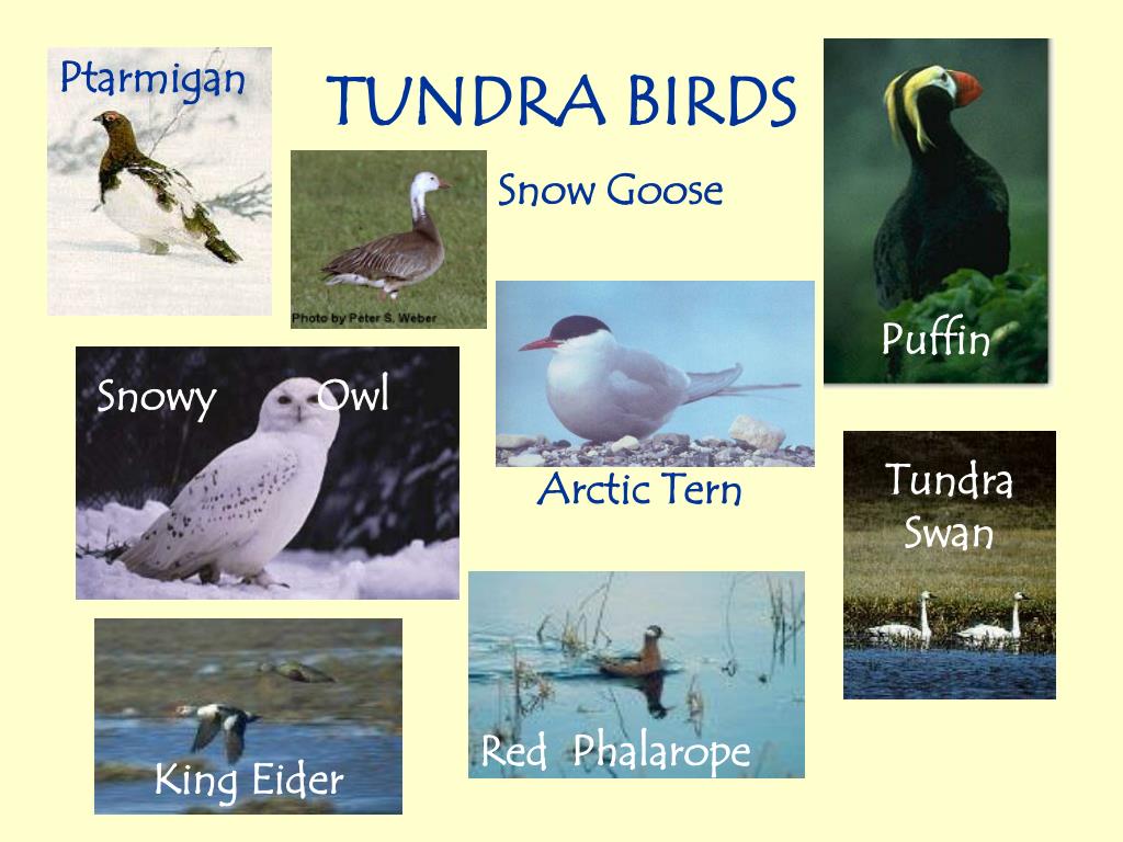 PPT - Tundra PowerPoint Presentation, free download - ID:2994969