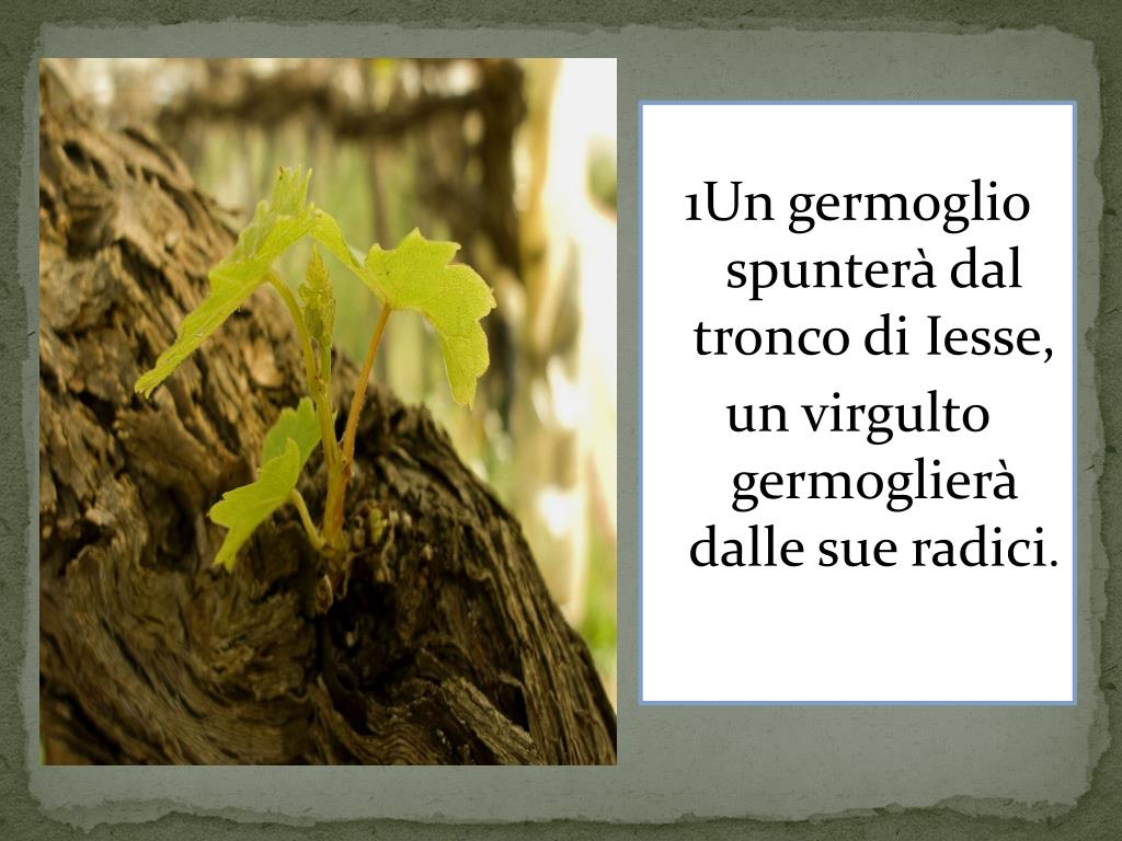 Un Germoglio Spunta Dal Tronco Di Iesse