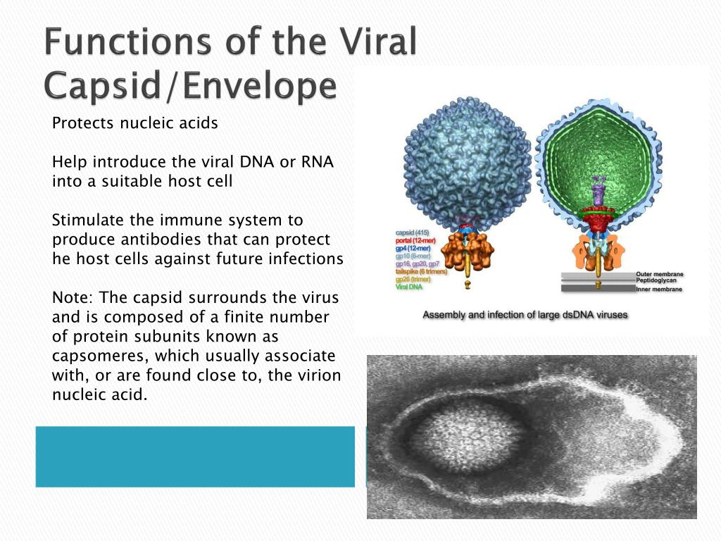 PPT Virology PowerPoint Presentation Free Download ID 3000339 biology-2e-biological-diversity-viruses-viral-evolution-morphology