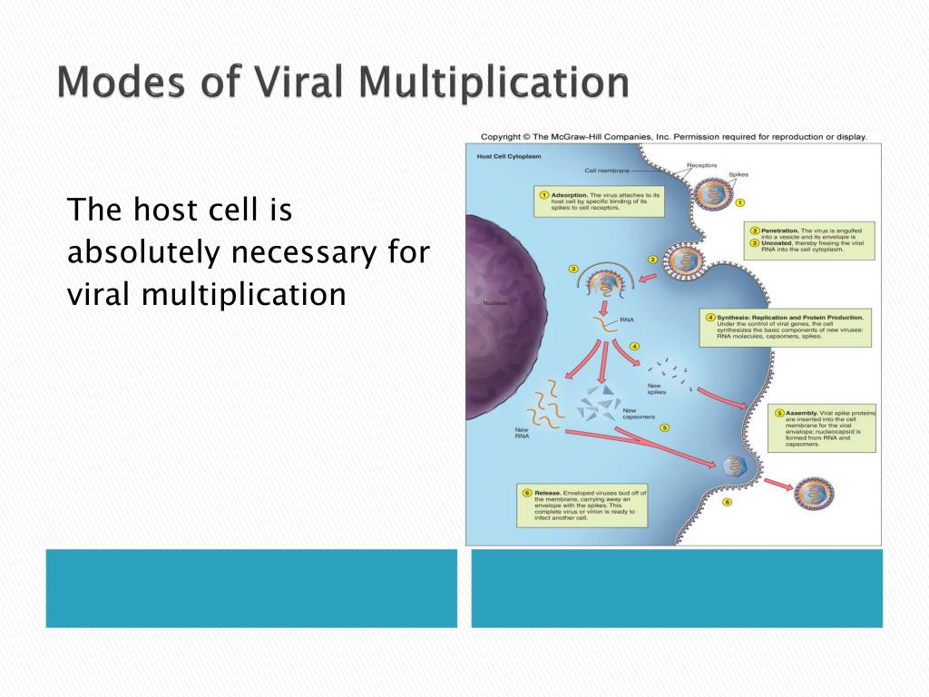 What Is Viral Multiplication