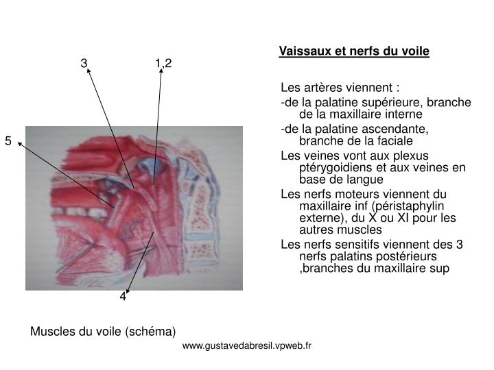 PPT - Le larynx PowerPoint Presentation - ID:3000477