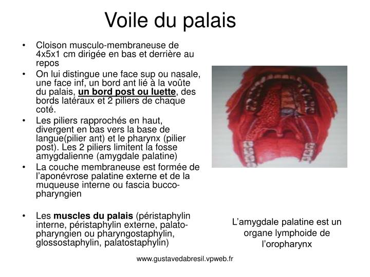 PPT - Le larynx PowerPoint Presentation - ID:3000477