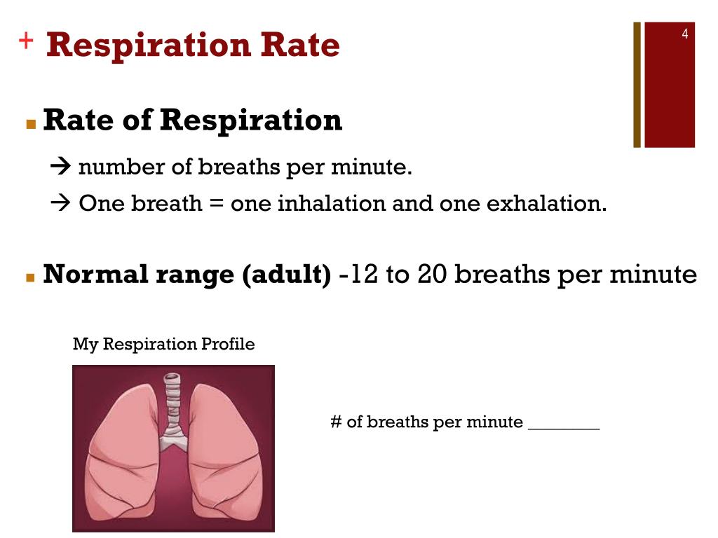 PPT Respiration PowerPoint Presentation, free download ID3000983