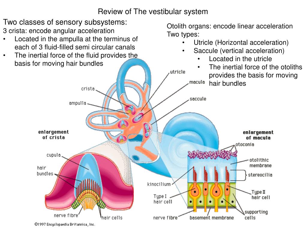 PPT - Review of The vestibular system PowerPoint Presentation, free