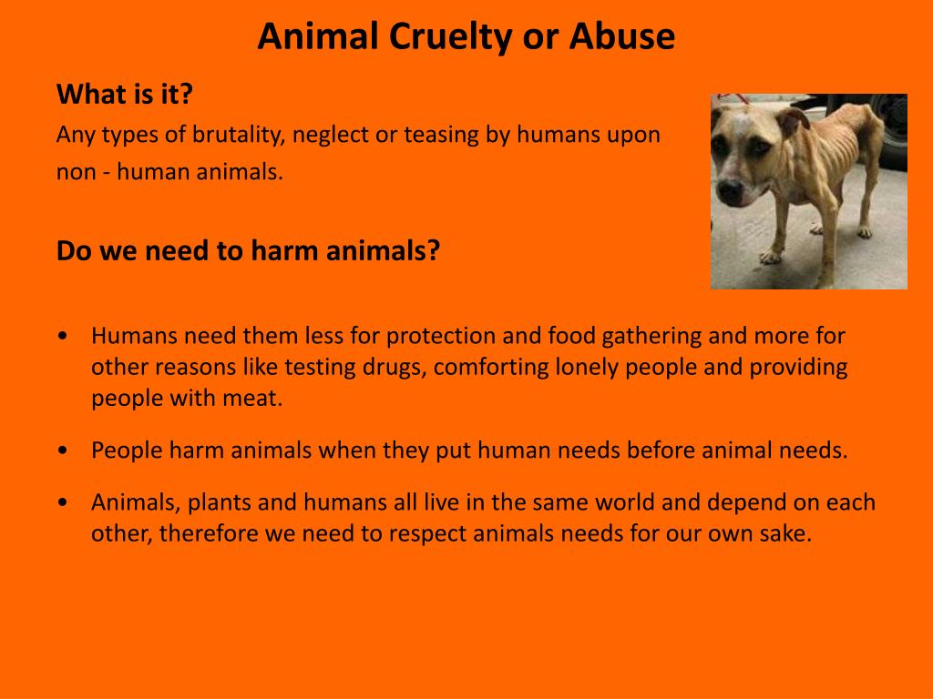 PPT - ANIMAL RIGHTS PowerPoint Presentation, free download - ID:3002985 PPT - ANIMAL RIGHTS PowerPoint Presentation, free download - ID:3002985