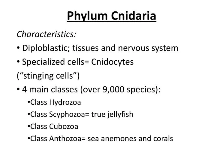 PPT Phylum Cnidaria PowerPoint Presentation ID3003176