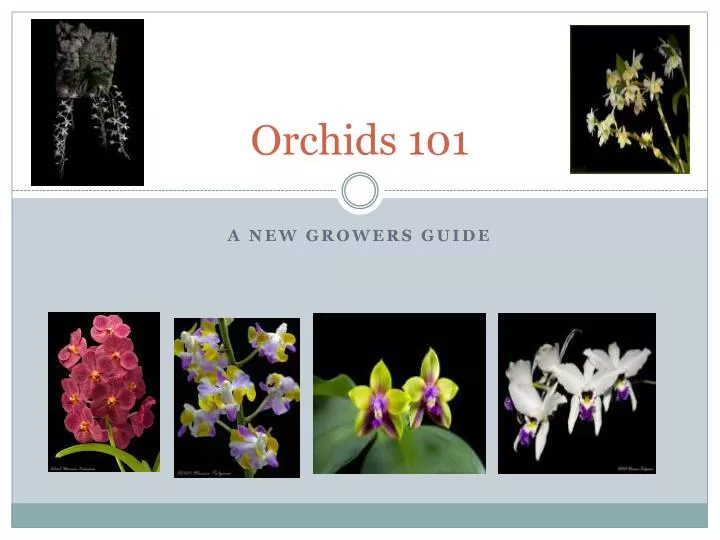 PPT - Orchids 101 PowerPoint Presentation, free download - ID:3003695