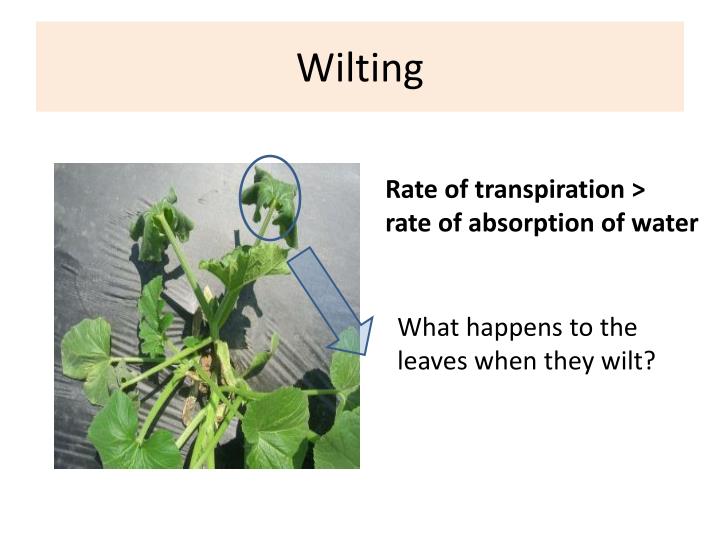 PPT Factors affecting transpiration PowerPoint