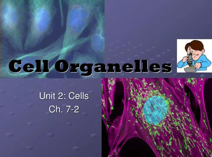 cell organelles n.