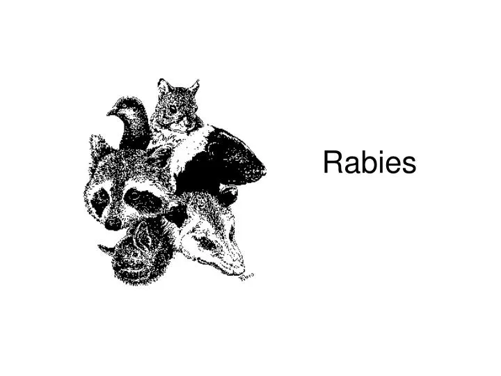 PPT - Rabies PowerPoint Presentation, free download - ID:3005536