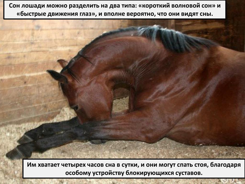 Болезнь лошадей 3. Инфекционная анемия лошадей (Инан).