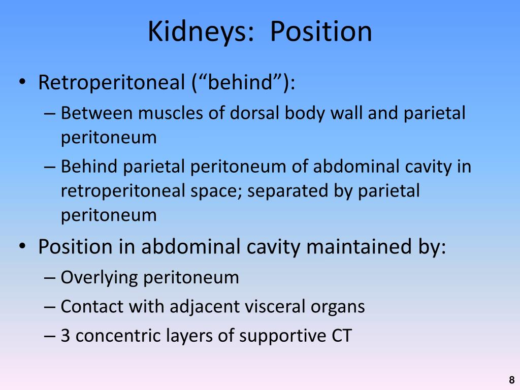 PPT - Chapter 26: The Urinary System PowerPoint Presentation, free