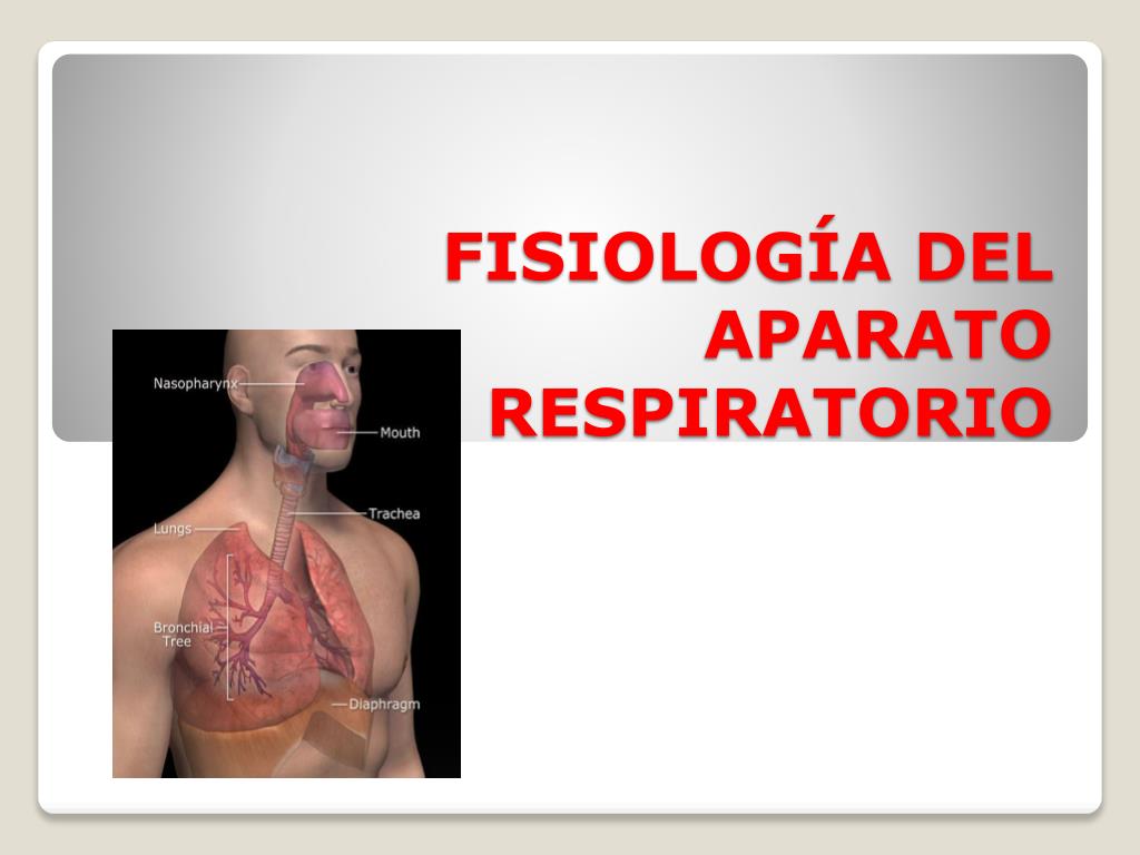 PPT - Fisiología del Aparato Respiratorio PowerPoint Presentation, free  download - ID:3007652