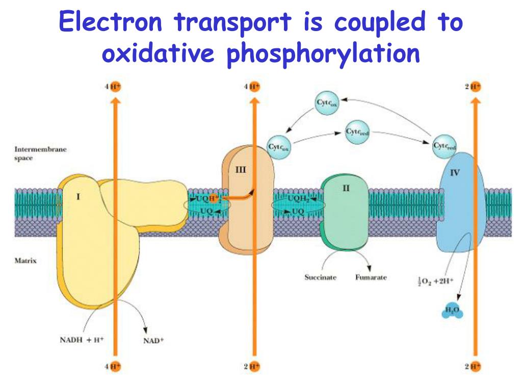 Окислительное фосфорилирование транспорт электронов