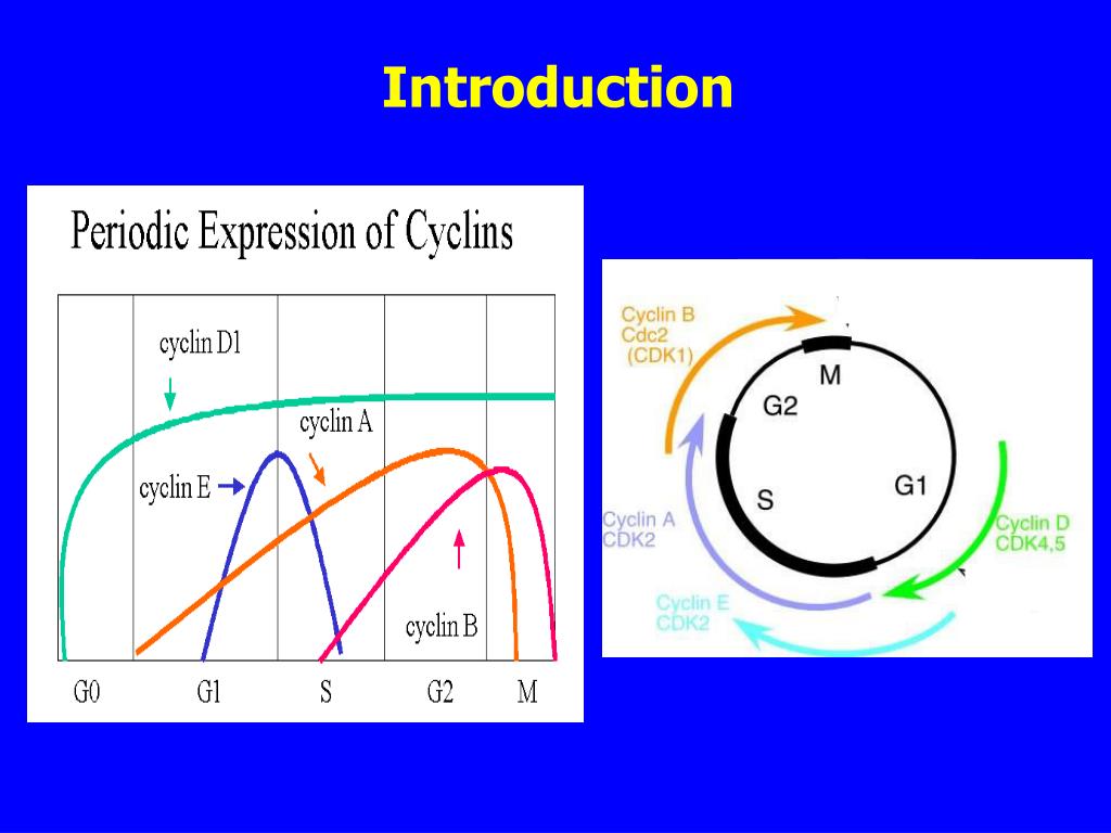 Cyclins: a structure and function PowerPoint Presentation, free ... Biology Diagrams