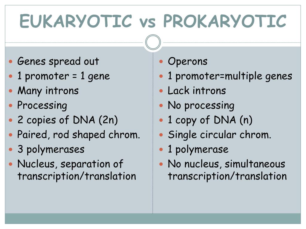 PPT - EUKARYOTIC GENE EXPRESSION PowerPoint Presentation, free download ...