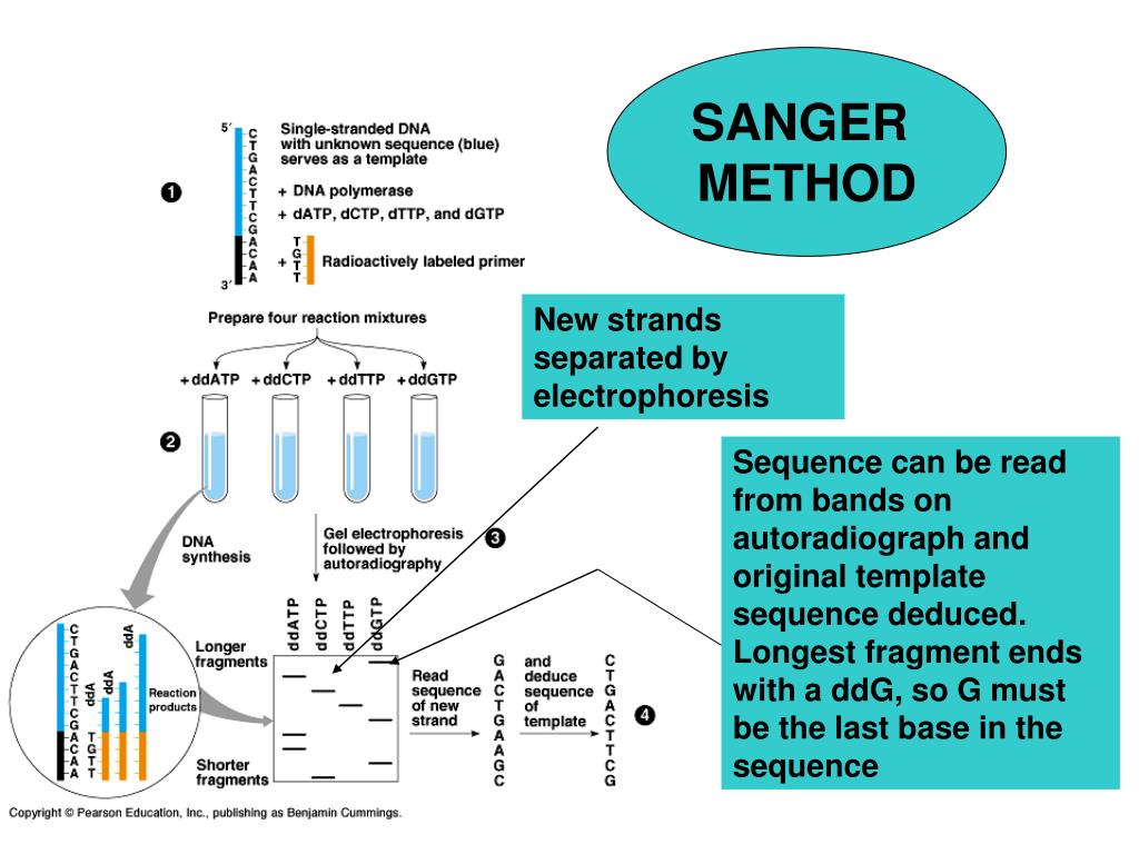 Method of determination. Сэнгер Сиквенс. Sanger sequencing method. Секвенирование ДНК по Максаму и Гилберту. Метод Sanger sequencing.