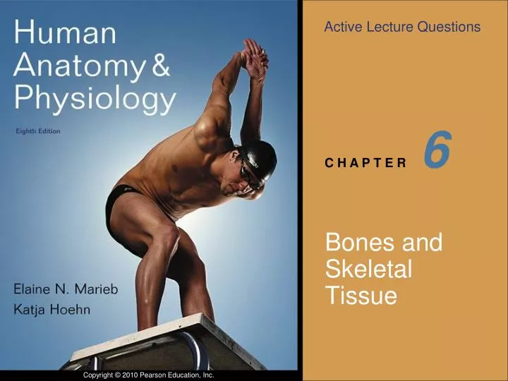PPT Bones And Skeletal Tissue PowerPoint Presentation ID
