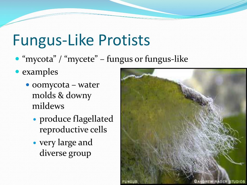 ppt-plant-like-fungus-like-protists-powerpoint-presentation-id