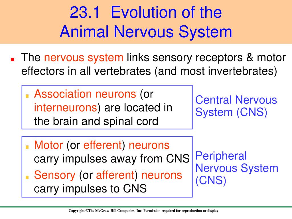 PPT Evolution of the Animal Nervous System PowerPoint Presentation - ID:3011935 PPT Evolution of the Animal Nervous System PowerPoint Presentation - ID:3011935