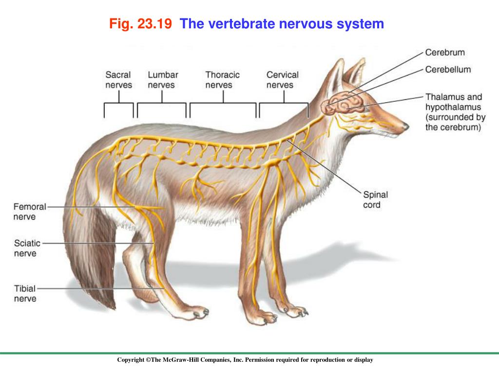 Нервы у собак