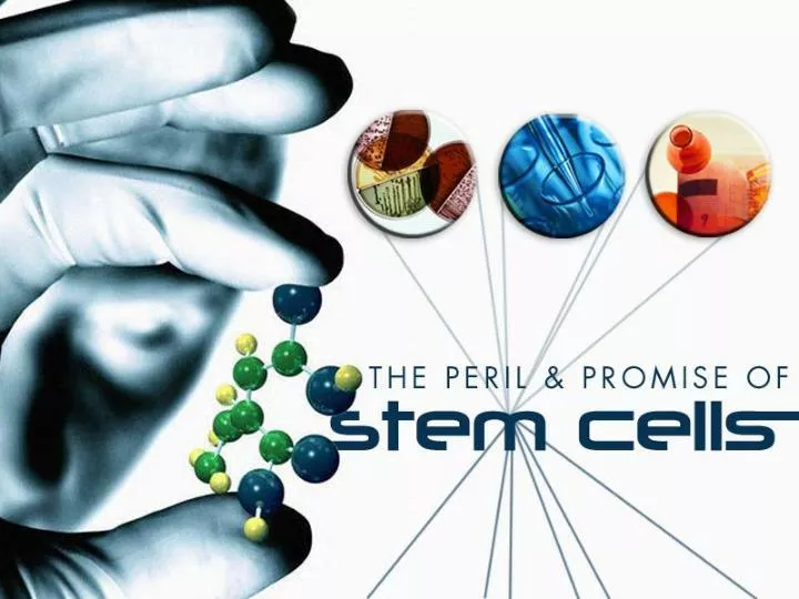 ppt-what-are-stem-cells-powerpoint-presentation-free-download-id