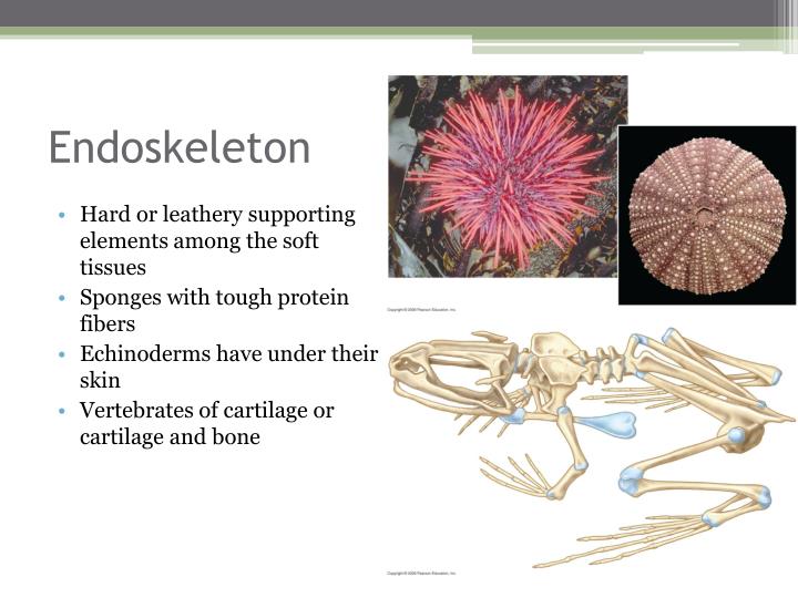 Ppt animal movement powerpoint presentation id 3012965