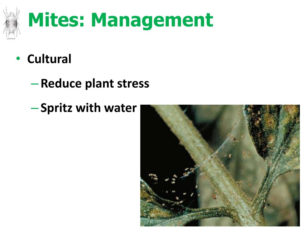 PPT - Greenhouse Insect Biology and Management PowerPoint Presentation ...