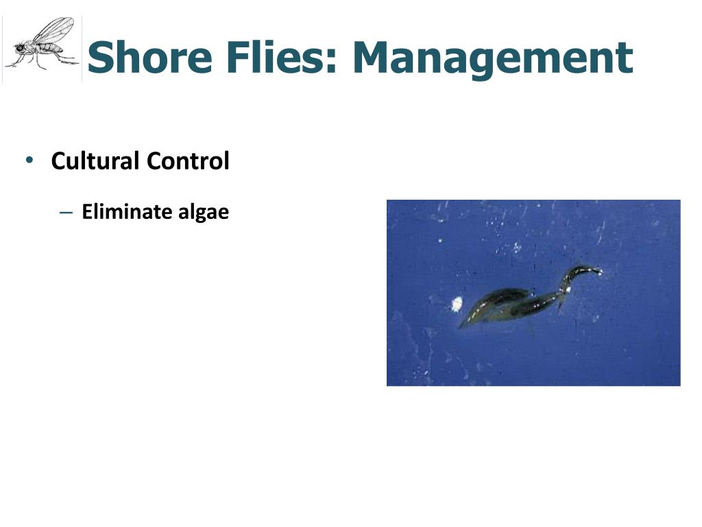 PPT - Greenhouse Insect Biology and Management PowerPoint Presentation ...