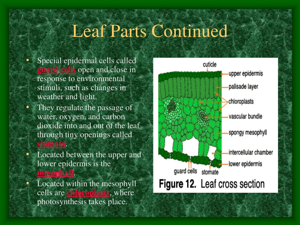 PPT - Plant Morphology PowerPoint Presentation, free download - ID:3013260